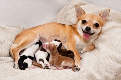 Which mat is best for your pregnant dog